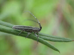 Image of Agapanthia cardui (Linné 1767)