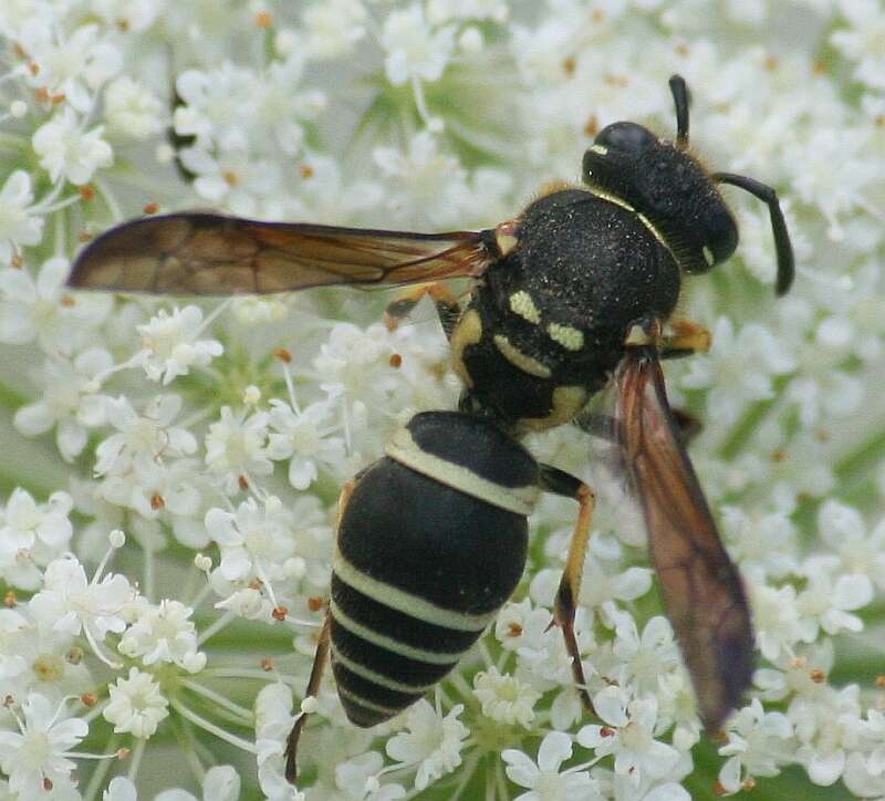 Sivun Ancistrocerus catskill (de Saussure 1853) kuva