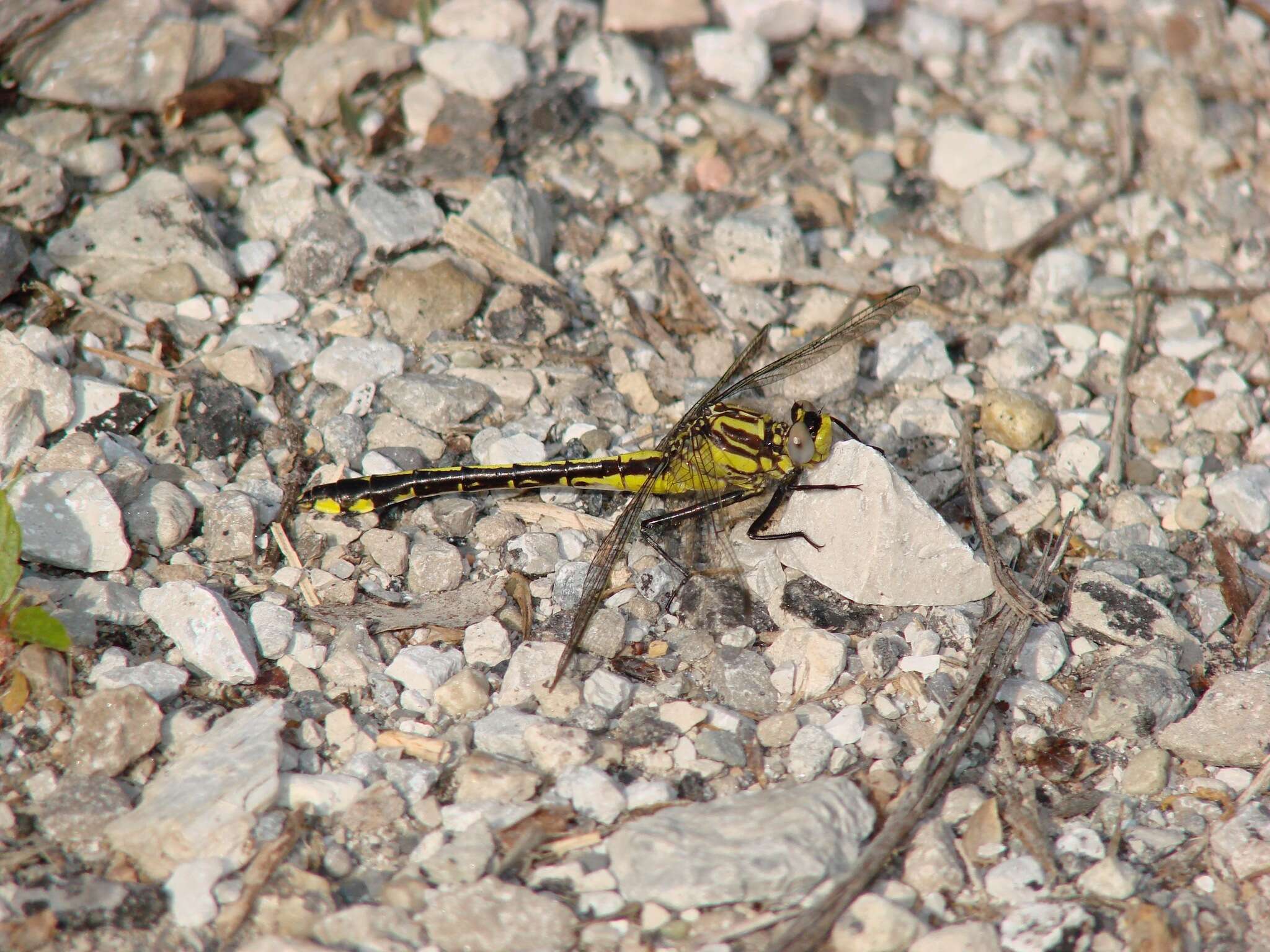 Gomphurus fraternus (Say 1840) resmi