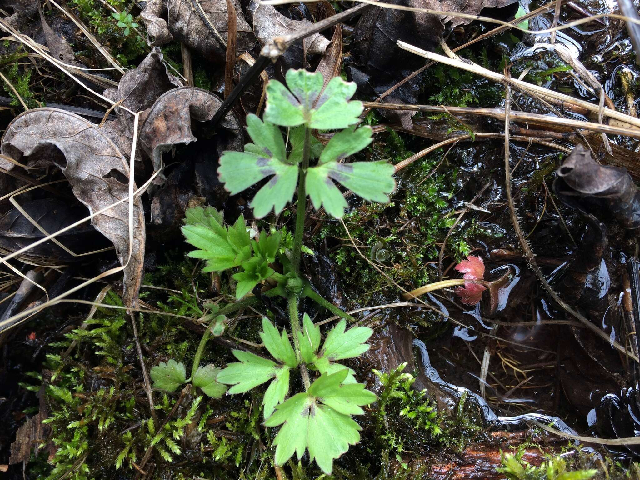 Ranunculus hispidus Michx.的圖片