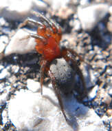 Image de Gnaphosa sericata (L. Koch 1866)