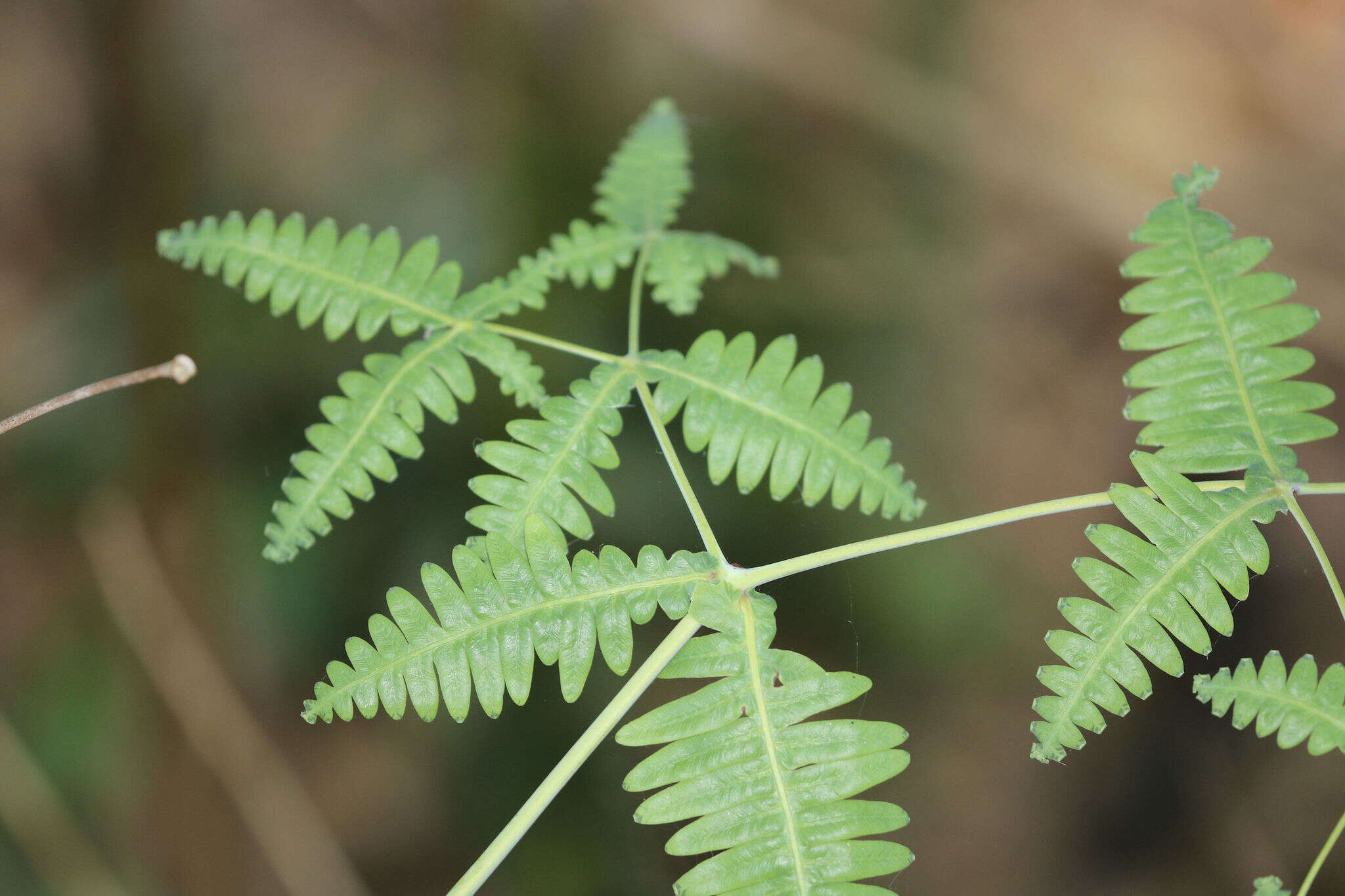 Image of Dicranopteris tetraphylla (Rosenst.) C. M. Kuo