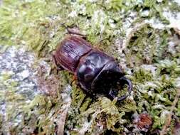 Image of Helms' stag beetle