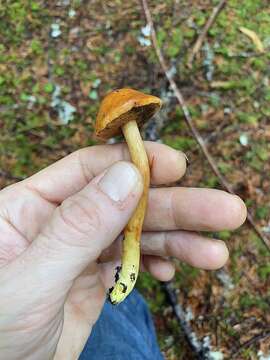 Image of Chalciporus piperatoides (A. H. Sm. & Thiers) T. J. Baroni & Both 1991