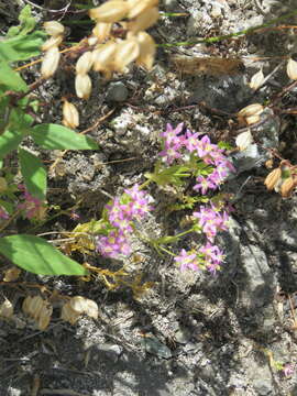 Image de Zeltnera trichantha (Griseb.) G. Mansion