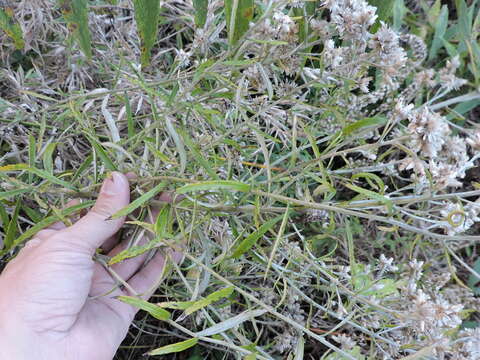 Image of rabbit-tobacco