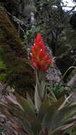 Tillandsia turneri Baker resmi