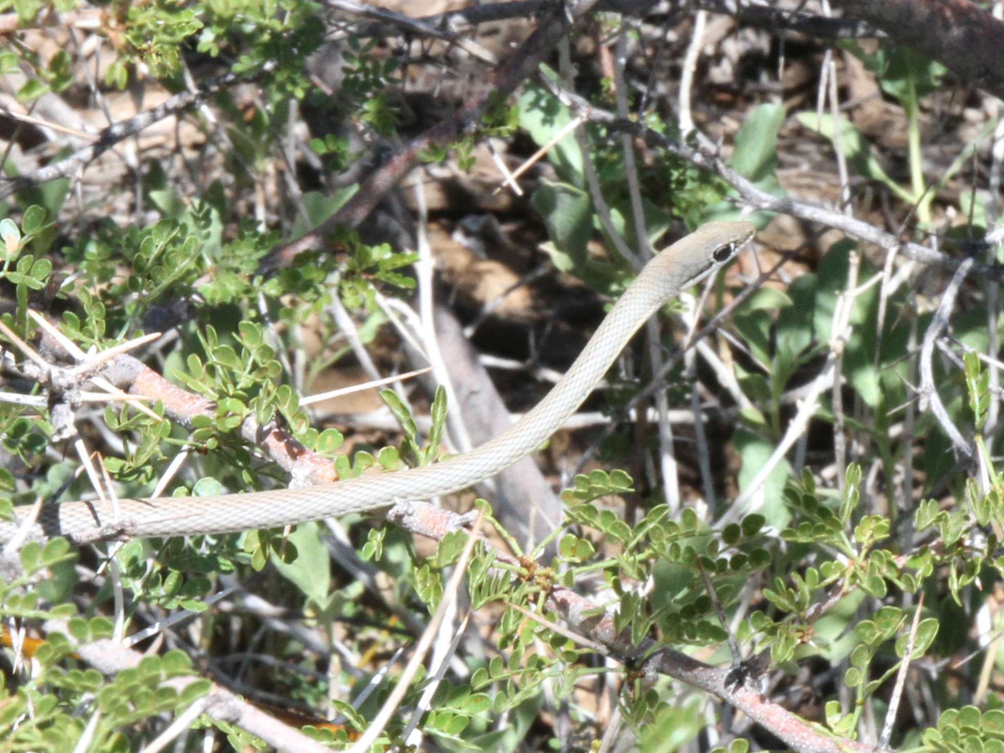 Image of Western Sand Snake