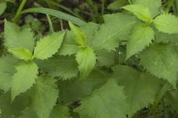 Image of Saussurea grandifolia Maxim.