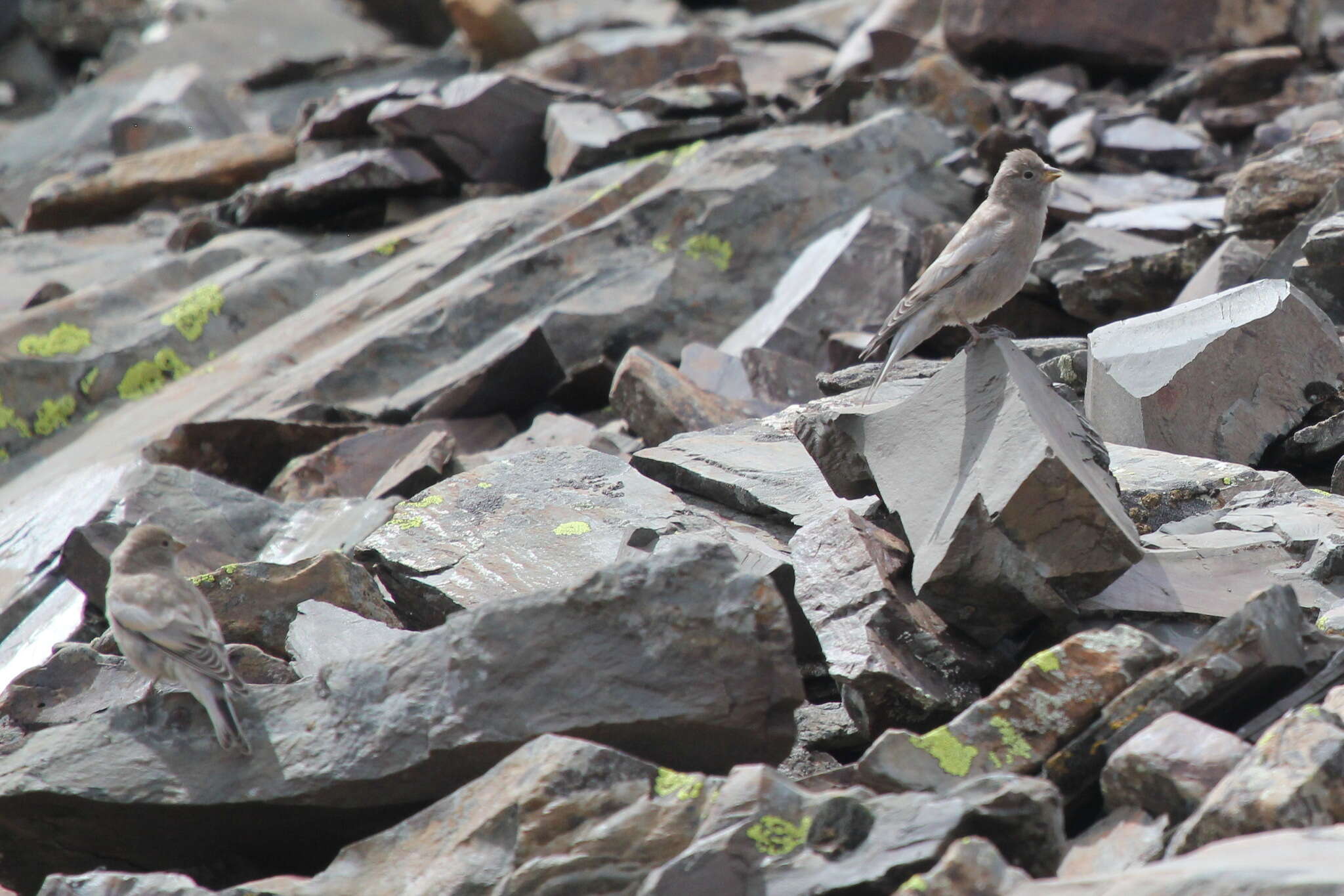 Image of Black-headed Mountain-Finch