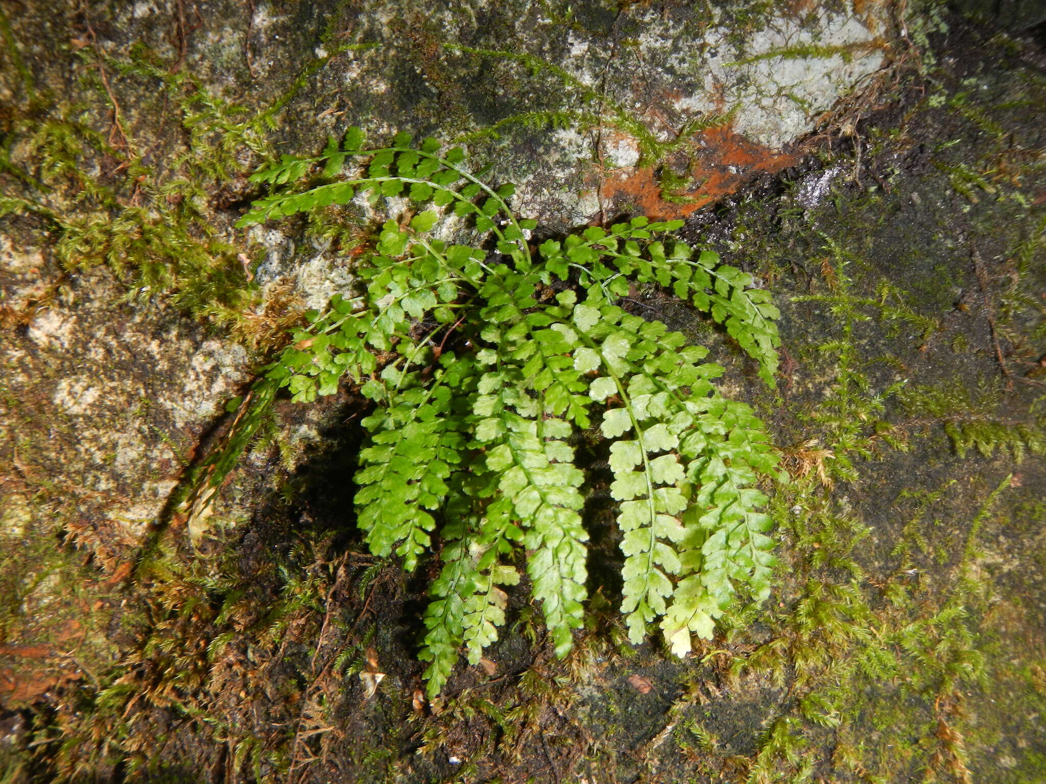 Image of Green Spleenwort