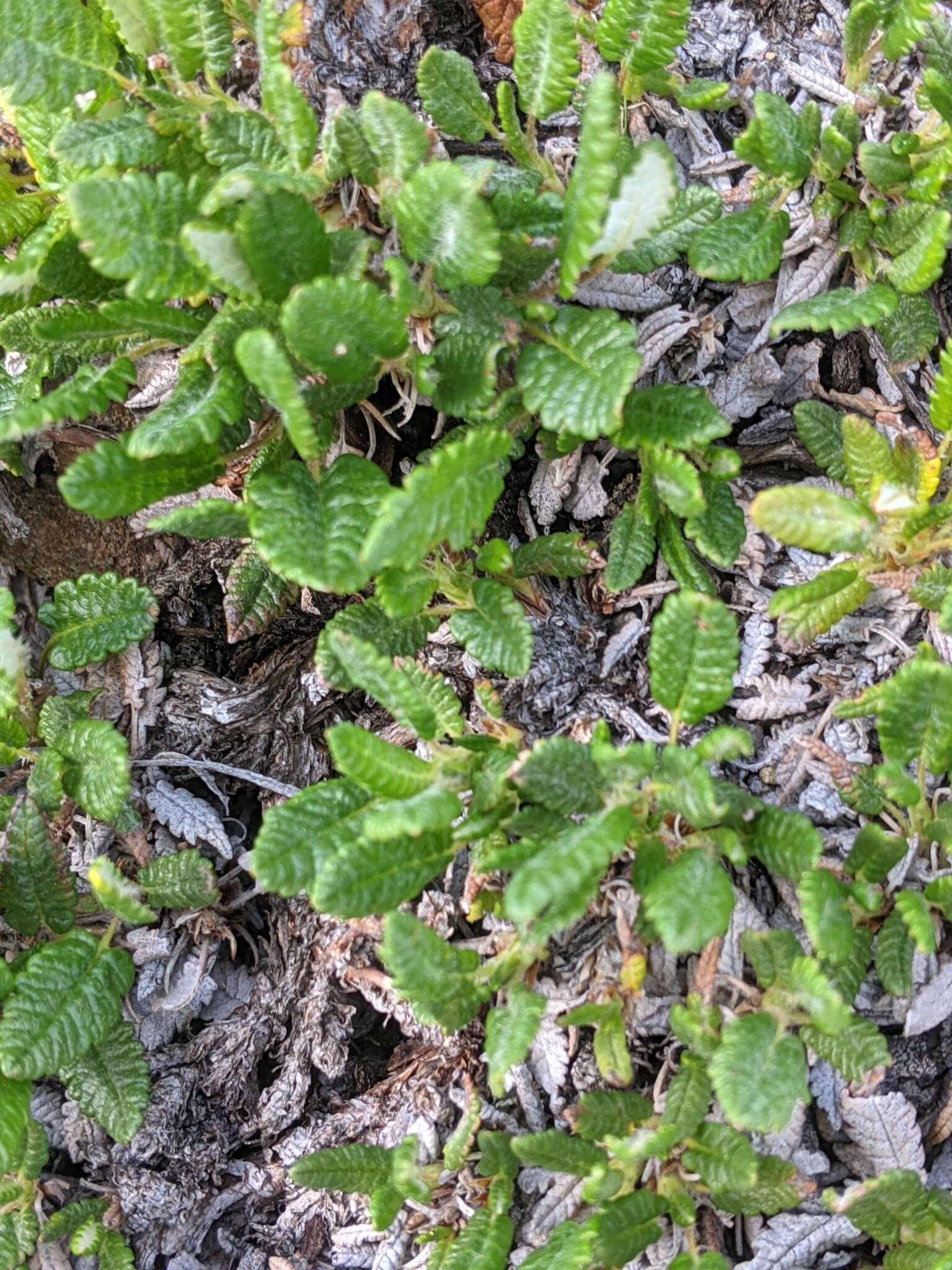 Image of Eight-Petal Mountain-Avens