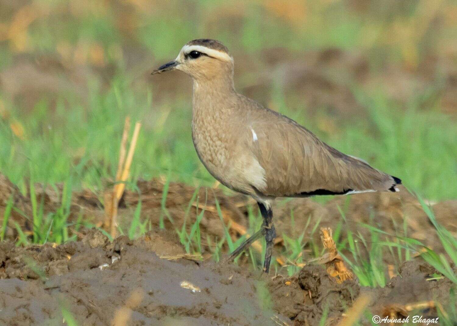 Image of Sociable Lapwing