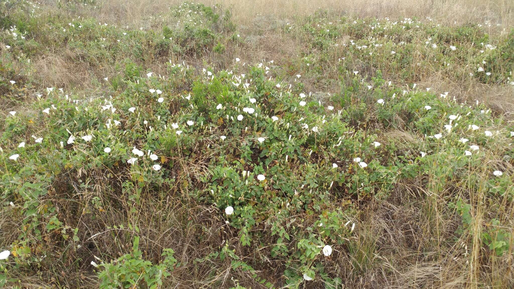 صورة Calystegia macrostegia subsp. amplissima R. K. Brummitt