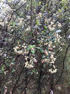 Image de Pomaderris vacciniifolia Reiss.