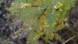 Imagem de Zanthoxylum piperitum (L.) DC.