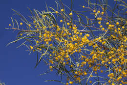 Image of Acacia murrayana F. Muell. ex Benth.