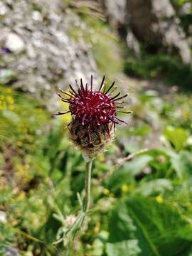 Image of Centaurea kotschyana Heuff. ex Koch