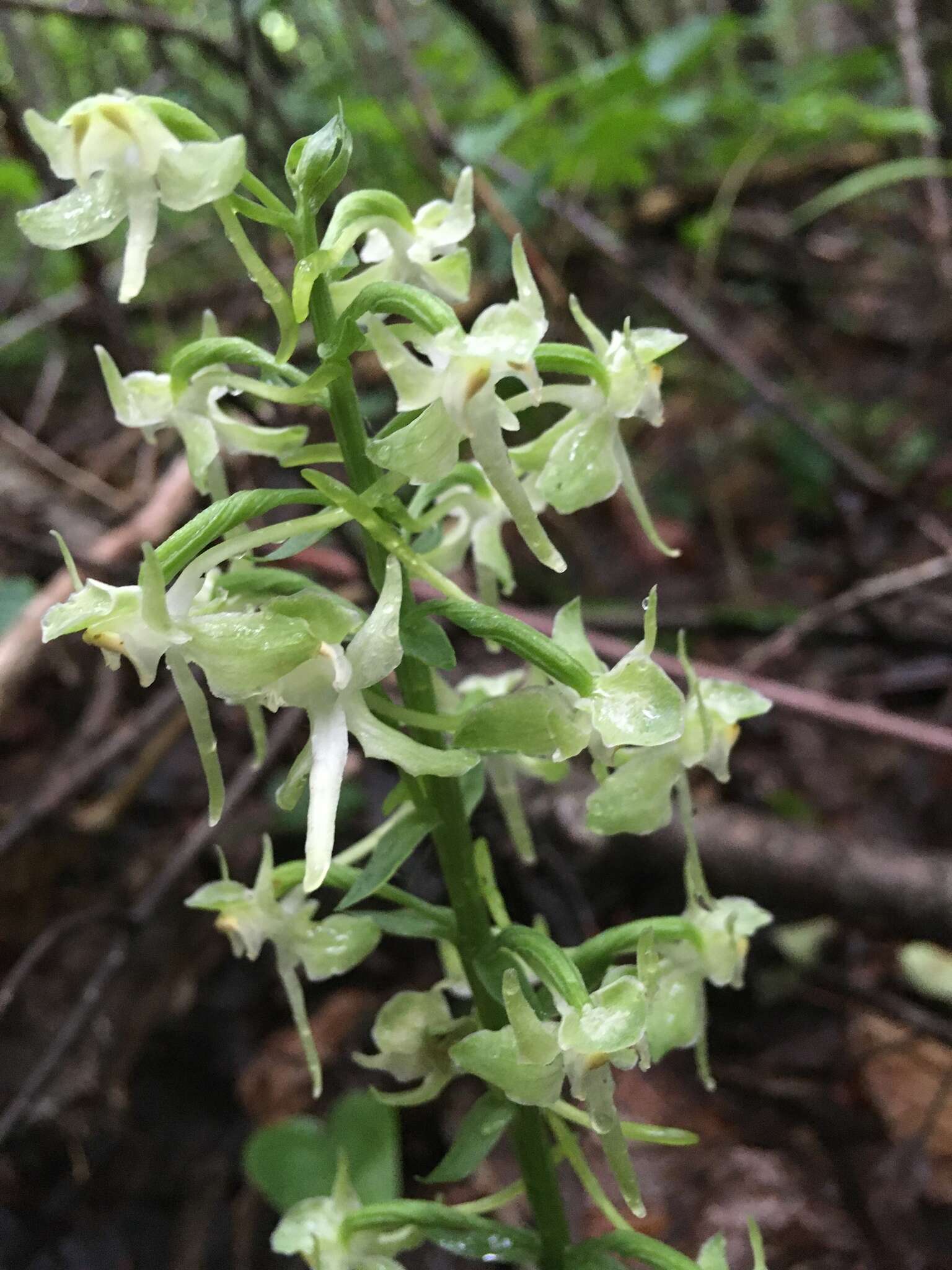 Слика од Platanthera orbiculata var. macrophylla (Goldie) Luer