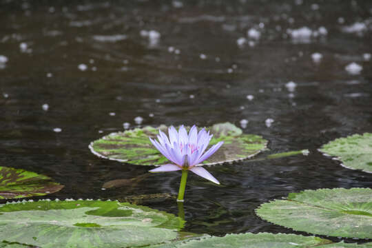 Image of tropical royalblue waterlily