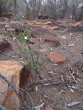 Image of Pimelea petrophila F. Müll.