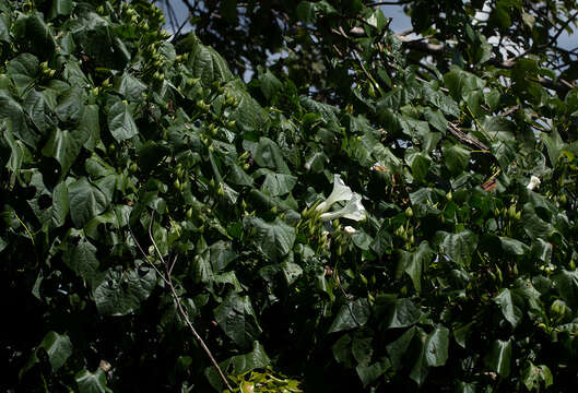 Image of Ipomoea shupangensis Baker