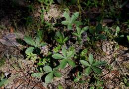 Psoralea hypogaea Torr. & A. Gray resmi