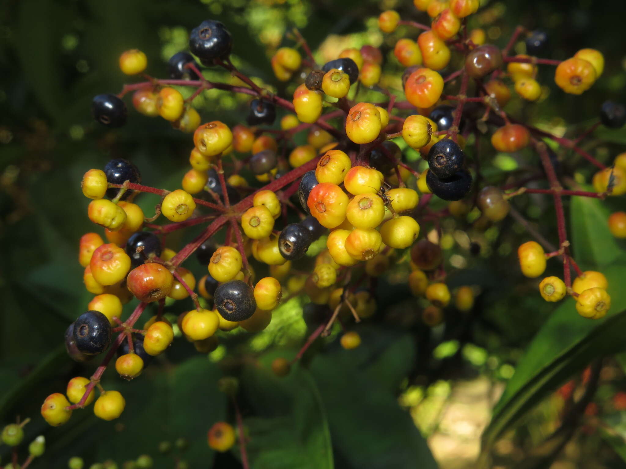 Plancia ëd Miconia longifolia (Aubl.) DC.