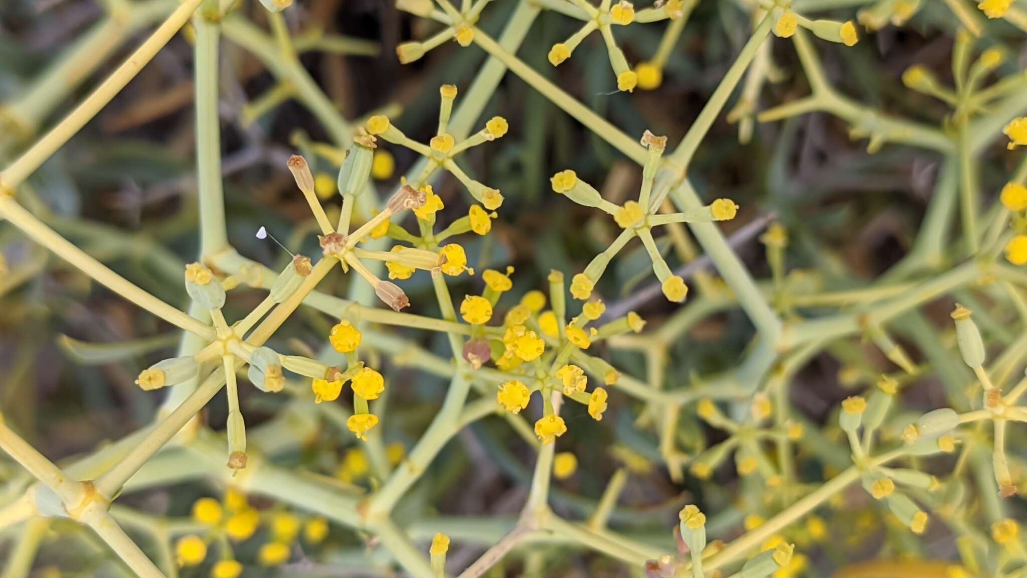 Image of Bupleurum fruticescens subsp. spinosum (Gouan) O. Bolos & Vigo