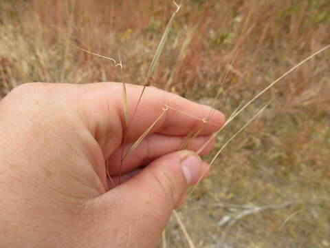 Imagem de Aristida ramosissima Engelm. ex A. Gray