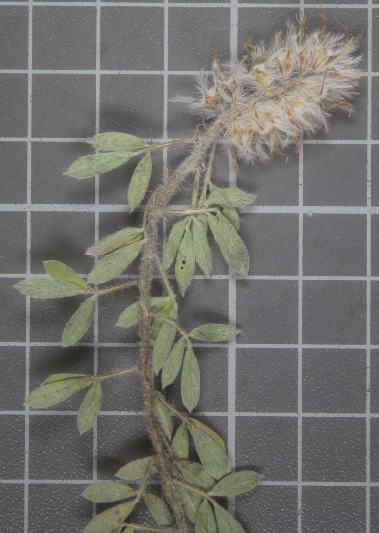 Слика од Dalea prostrata Ortega