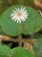 Image of Gerbera sylvicola Johnson, N. R. Crouch & T. J. Edwards