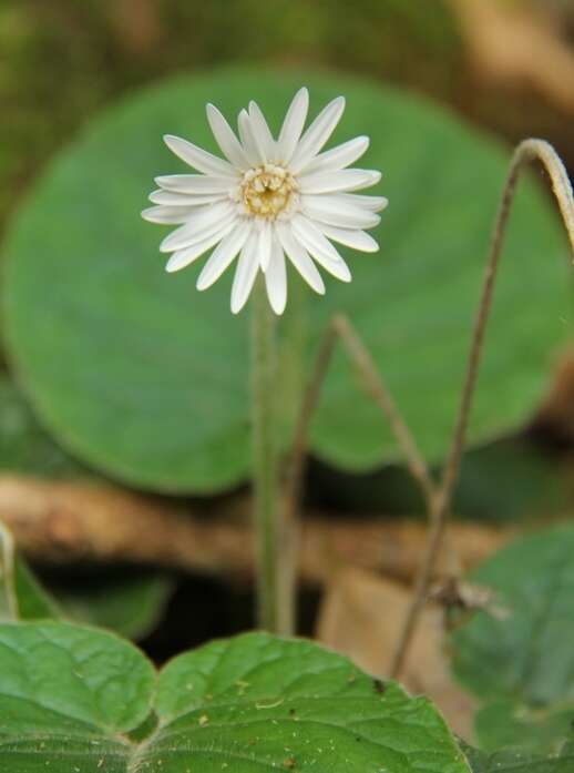 Image de Gerbera sylvicola Johnson, N. R. Crouch & T. J. Edwards