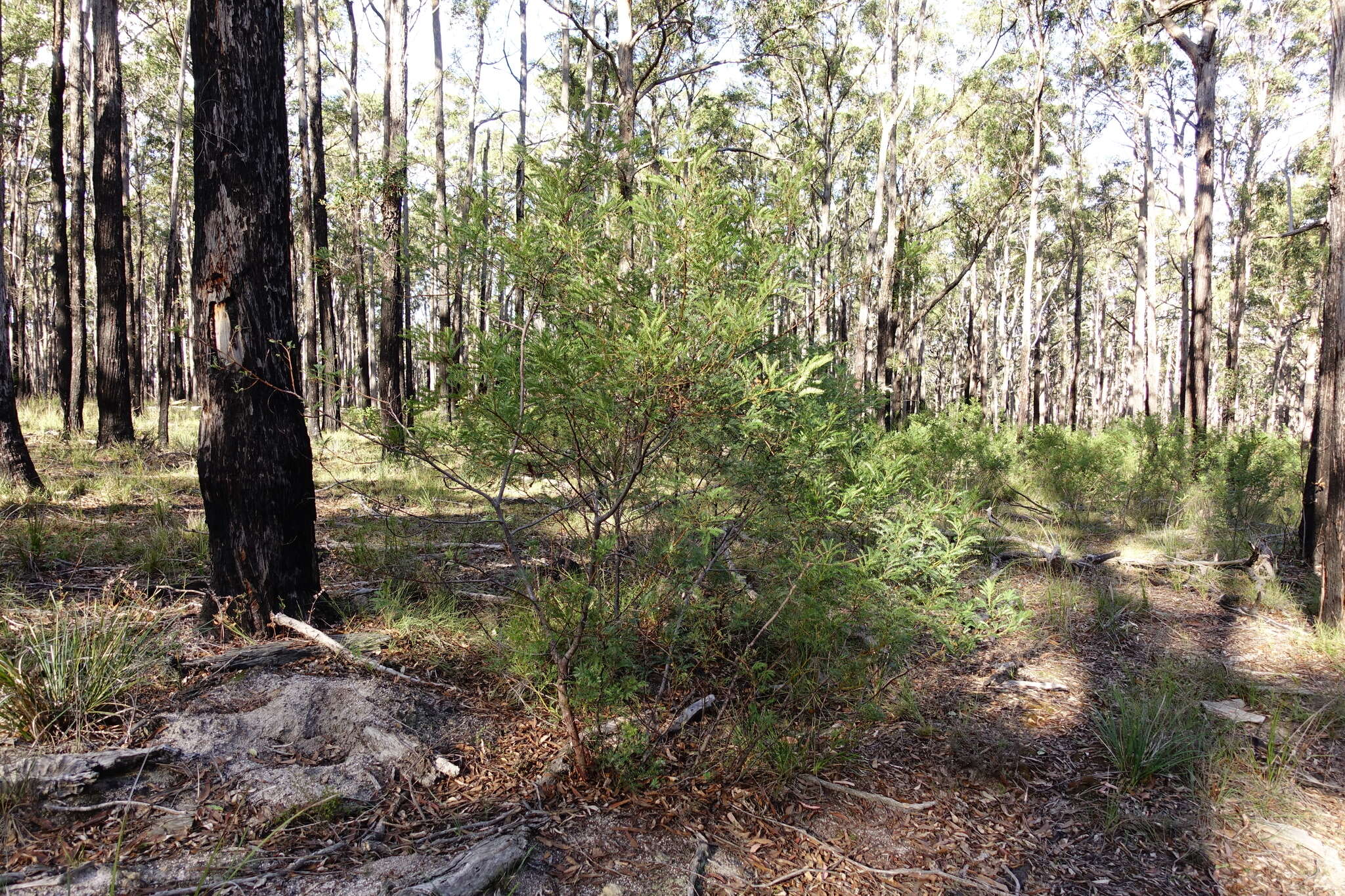 Imagem de Acacia terminalis (Salisb.) J. F. Macbr.