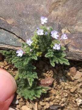 Image of supine vervain