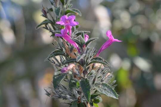 Image of Ruellia inundata Kunth