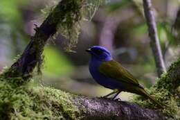 Image of Blue-capped Tanager