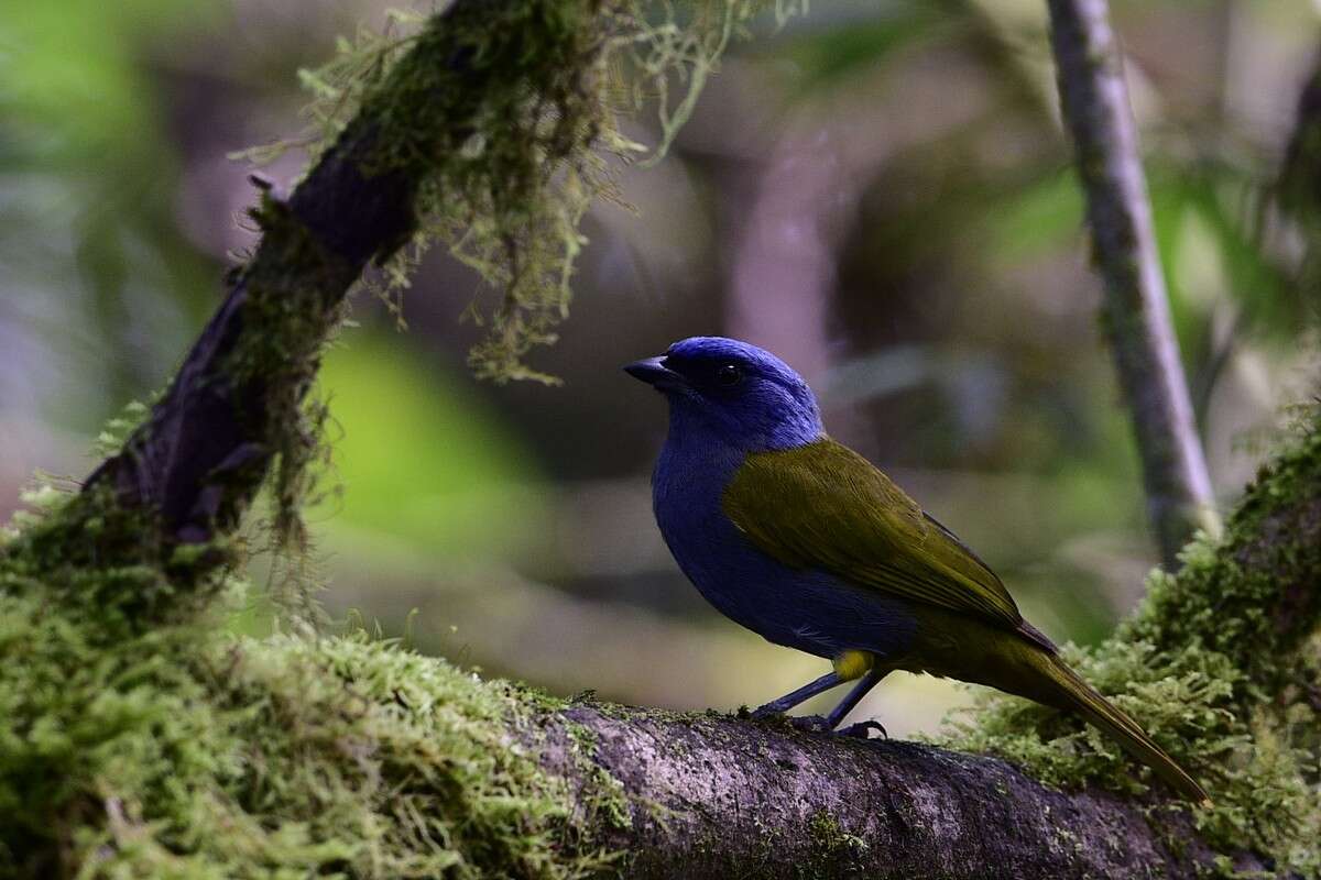 Image de Sporathraupis cyanocephala (d'Orbigny & Lafresnaye 1837)