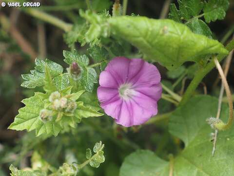 Sivun Convolvulus coelesyriacus Boiss. kuva