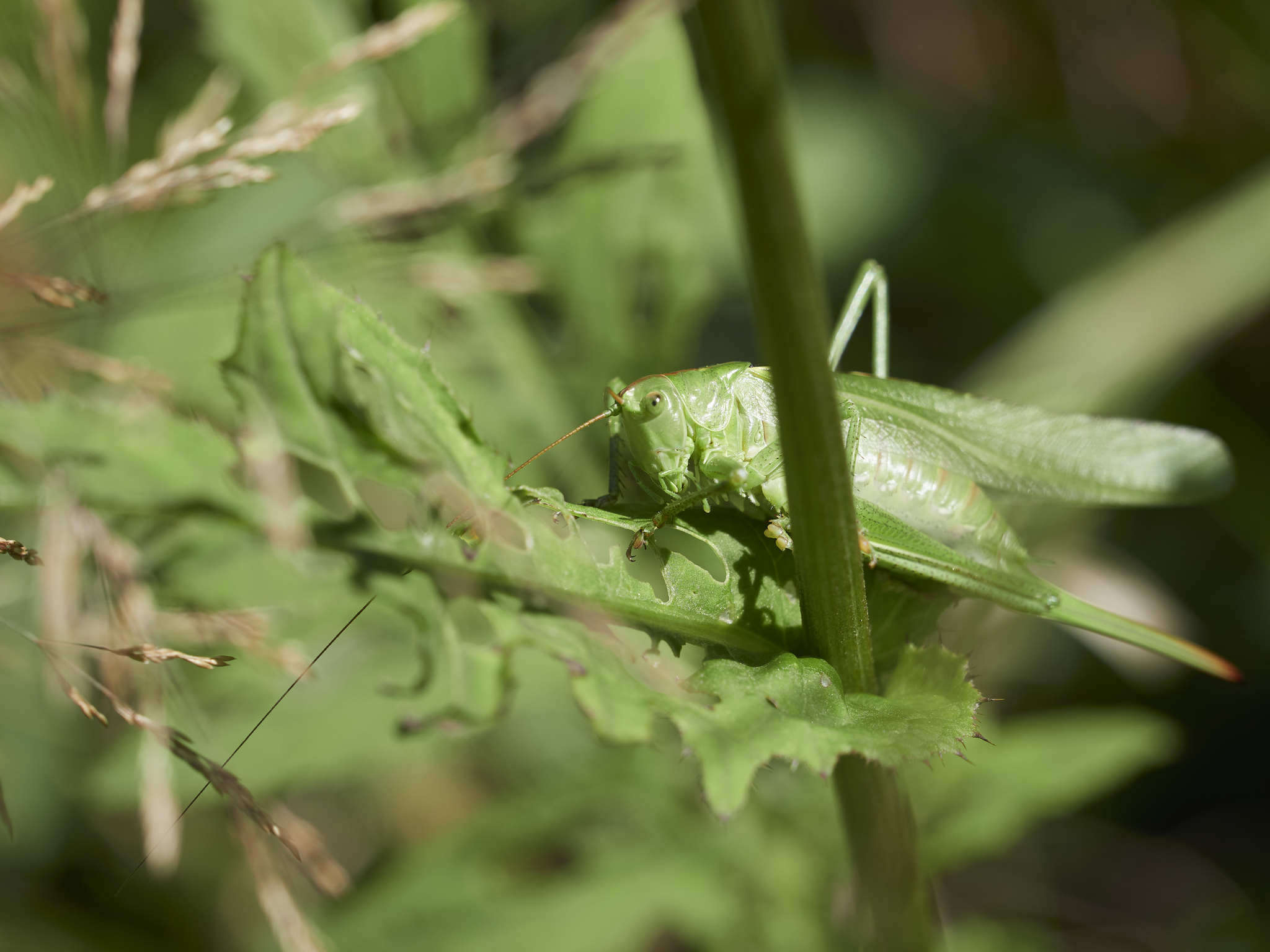 Image of Great green bushcricket