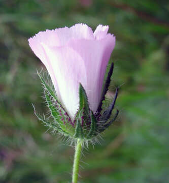 Image of Malva transcaucasica Sosn.