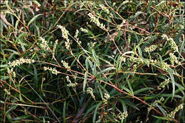 Image of Persicaria subsessilis (R. Br.) K. L. Wilson