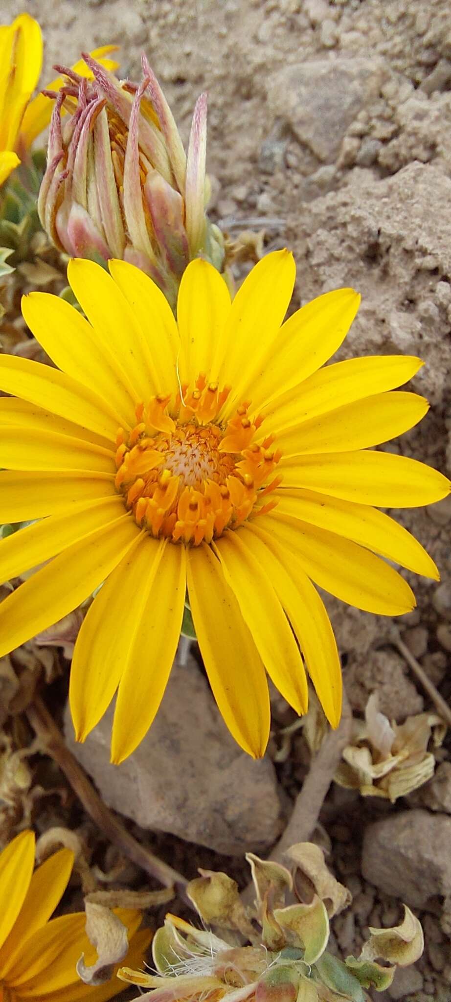 Image de Chaetanthera glabrata (DC.) Fr. Meigen