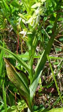 Platanthera lacera (Michx.) G. Don resmi