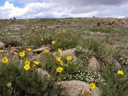 Image de Geum rossii var. turbinatum (Rydb.) C. L. Hitchc.