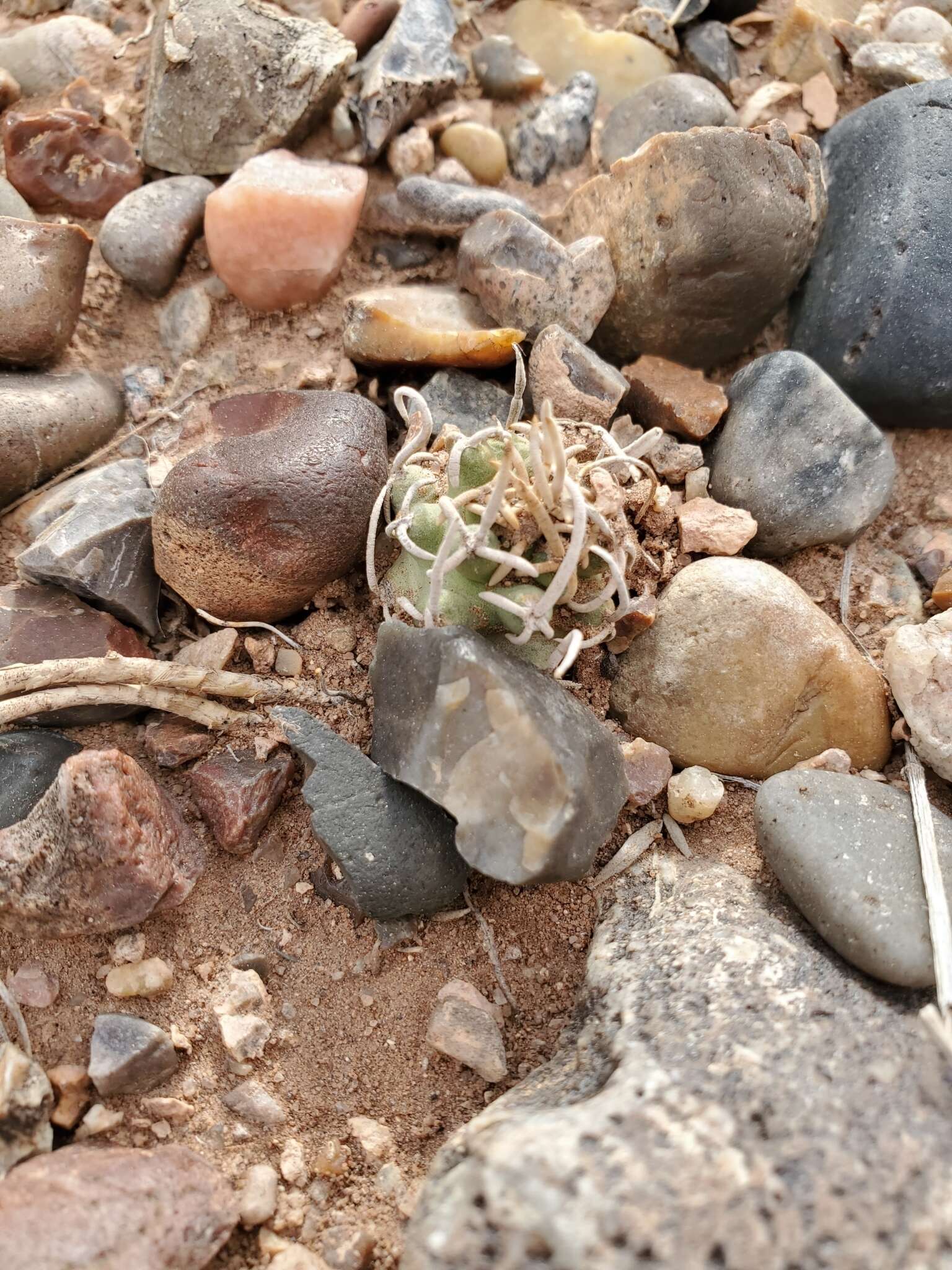 Sivun Pediocactus peeblesianus subsp. peeblesianus kuva