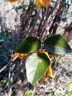 Plancia ëd Rhynchosia baukea Du Puy & Labat