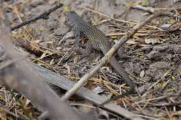 Image of Aspidoscelis marmoratus (Baird & Girard 1852)