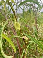 Image of Manasota Pawpaw