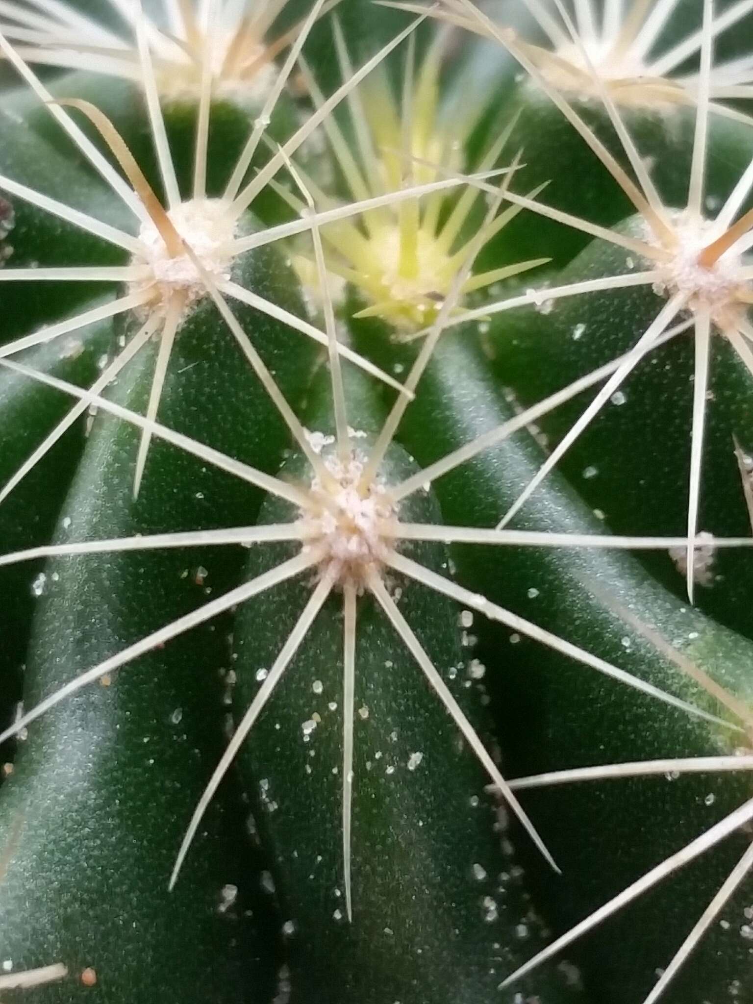 Image of <i>Hamatocactus setispinus</i>